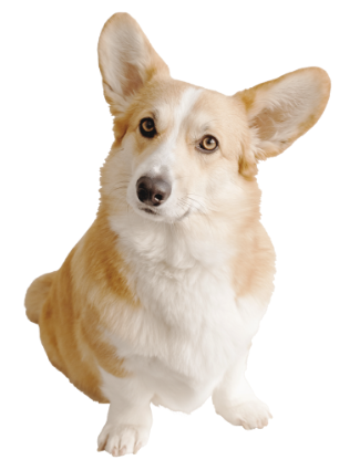 corgi
